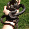 Eastern rat snake (black race)