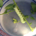 Tomato/tobacco worm