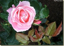 0722_queen_elizabeth_rose_flower[1]