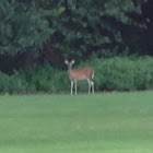 White-tailed Deer