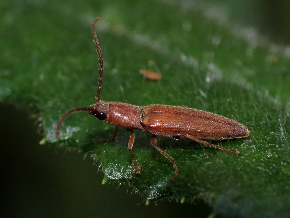 Arrowhead Click Beetle