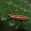 Arrowhead Click Beetle
