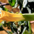 Jimsonweed