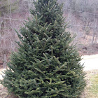 Frazier Fir (Christmas Tree)