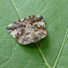 Eight-spotted Ricaniid Planthopper