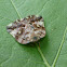 Eight-spotted Ricaniid Planthopper