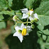 Horse Nettle