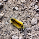 Spotted Tussock moth (caterpillar)