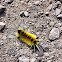 Spotted Tussock moth (caterpillar)