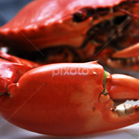 MUSCLES by Rodel Amores - Food & Drink Plated Food