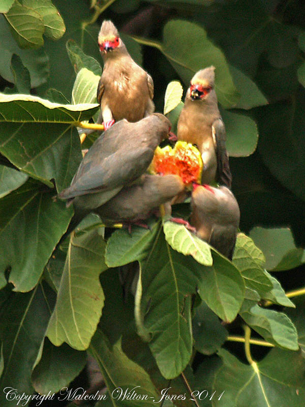 Red-faced Mousebirds