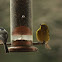 Pine Warbler (and Carolina Chickadee)