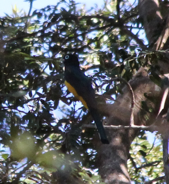 Black-headed Trogon