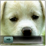 Dog Go Launcher EX Locker icon