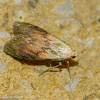 Bee moth (male)