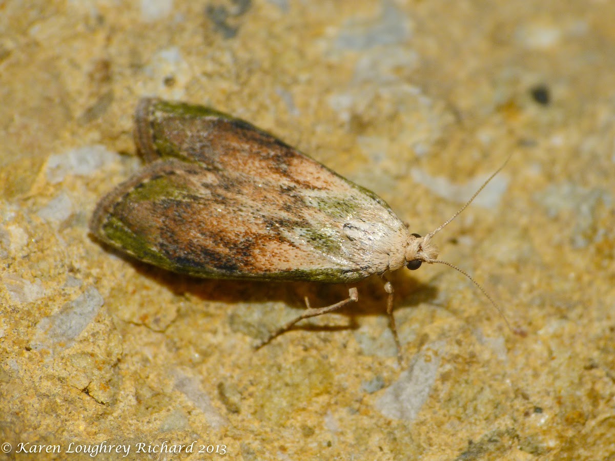 Bee moth (male)