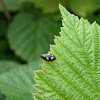 Four-spotted Sap Beetle