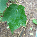Maple leafed viburnum