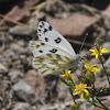 Becker's White Butterfly