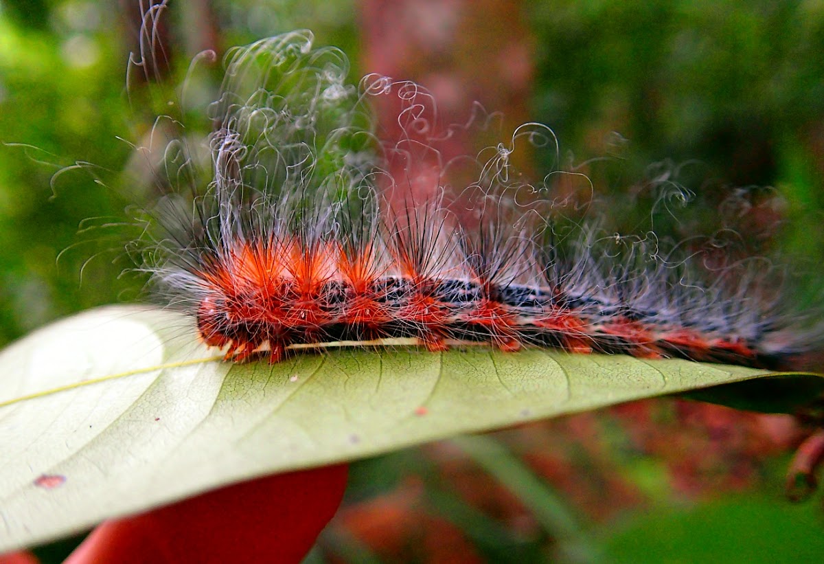 Messy Haired Caterpillar