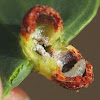 Parasitic larva