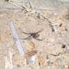 Black Widow Spider