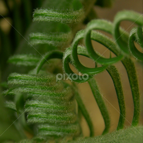 Unfolding by Jeannie Love - Nature Up Close Trees & Bushes