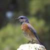 Western  Bluebird