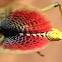 Green Milkweed Locust