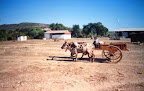 La charette à zébu