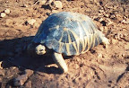 Tortue de terre perdue