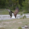 Osprey