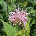 Wild Bergamot