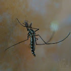 Mosquito