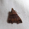 Ambiguous Moth (female)