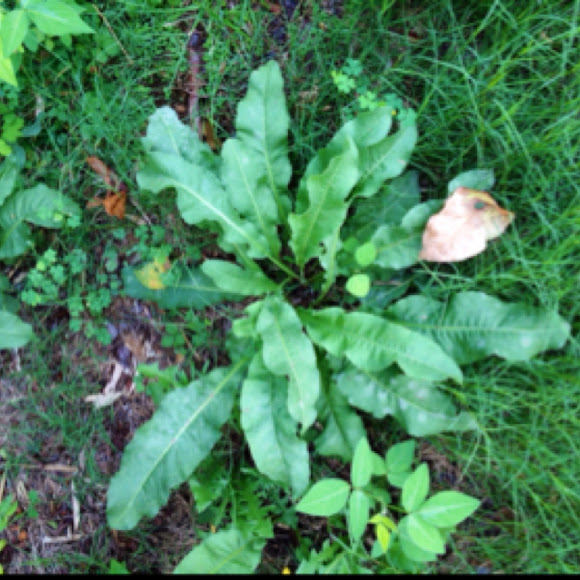 Curly Dock, Curled Dock Project Noah