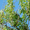Corkscrew Willow tree