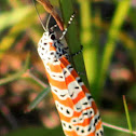 Ornate Bella Moth