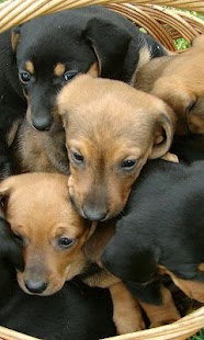 How to mod Cute dogs HD 1.2 apk for bluestacks