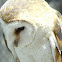 Barn Owl