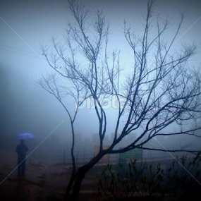 Evening in the mist...... by Janhavi Pathak - Landscapes Forests