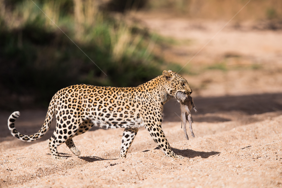 Leopard With Baby Warthog Kill Lions Tigers Big Cats Animals Pixoto