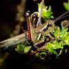 Red-legged grasshopper (male)