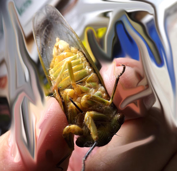 Black Friday Cicada? | Project Noah