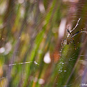 banded garden spider