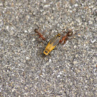 Red Ants VS Beetle 