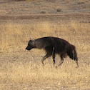 Brown hyaena