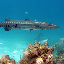 Grate Barracuda