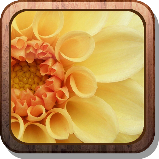 Macro Flowers Live Wallpaper 個人化 App LOGO-APP開箱王