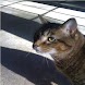 Pretty Kitty